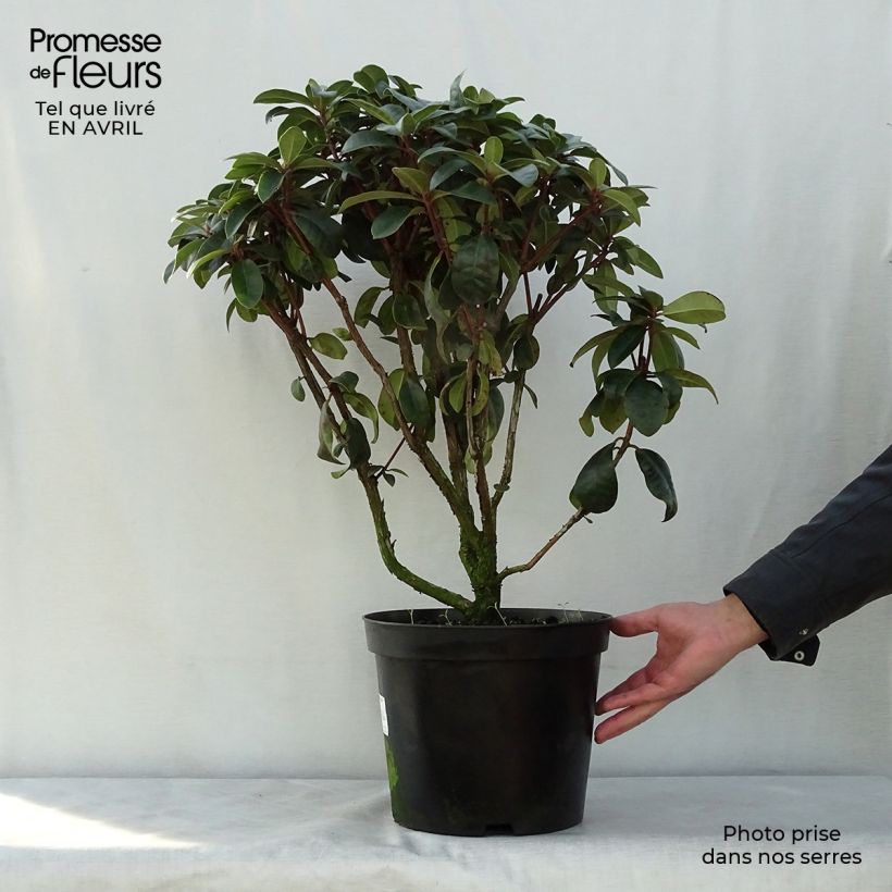 Rhododendron Mosers Maroon 7.5L/10L pot sample as delivered in spring
