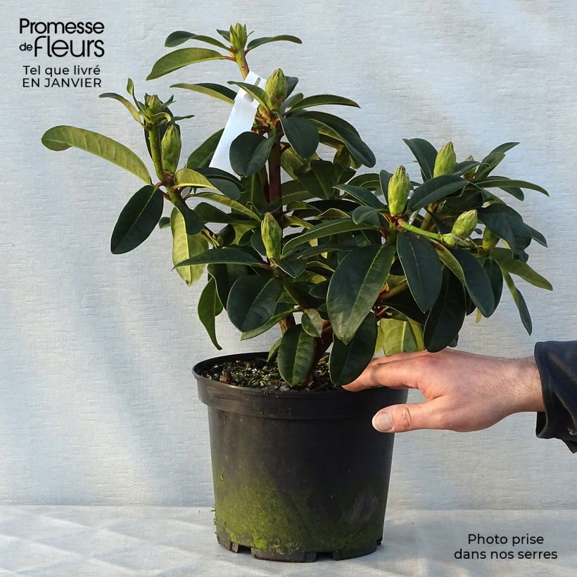 Rhododendron Naselle 4L/5L pot sample as delivered in winter