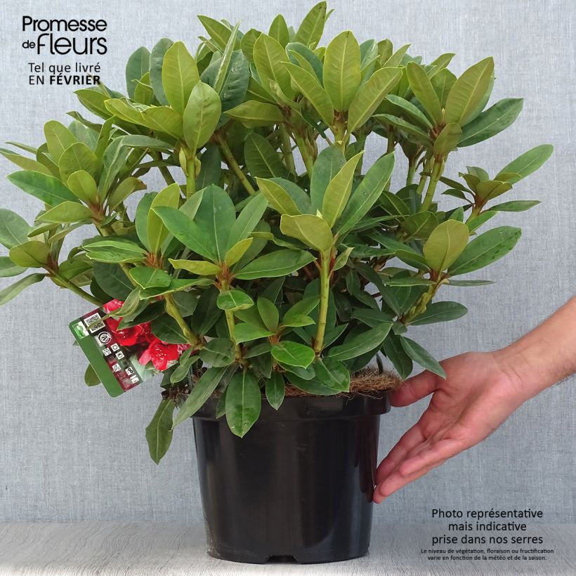 Rhododendron Red Jack 4L/5L pot sample as delivered in autumn