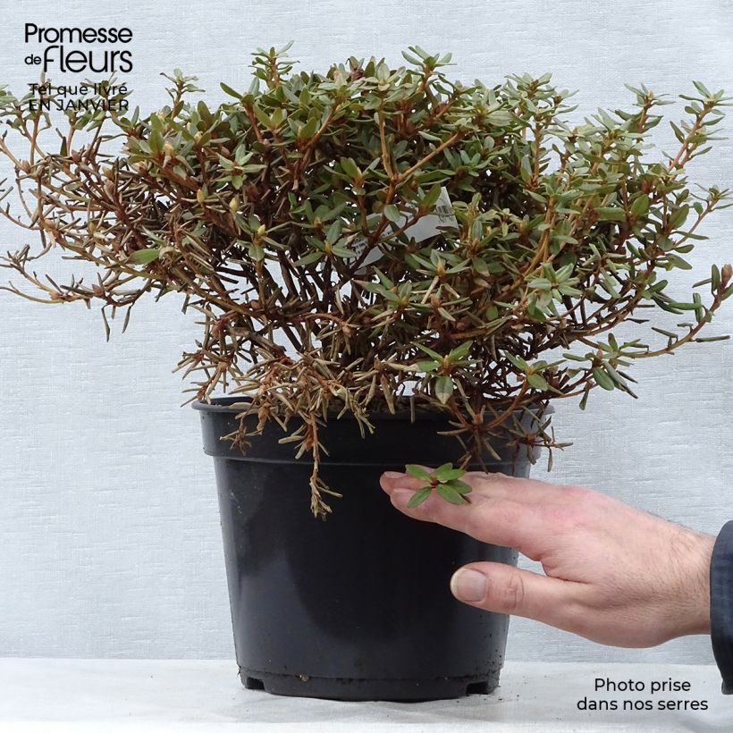 Dwarf Rhododendron - Rhododendron impeditum 2L/3L pot sample as delivered in winter