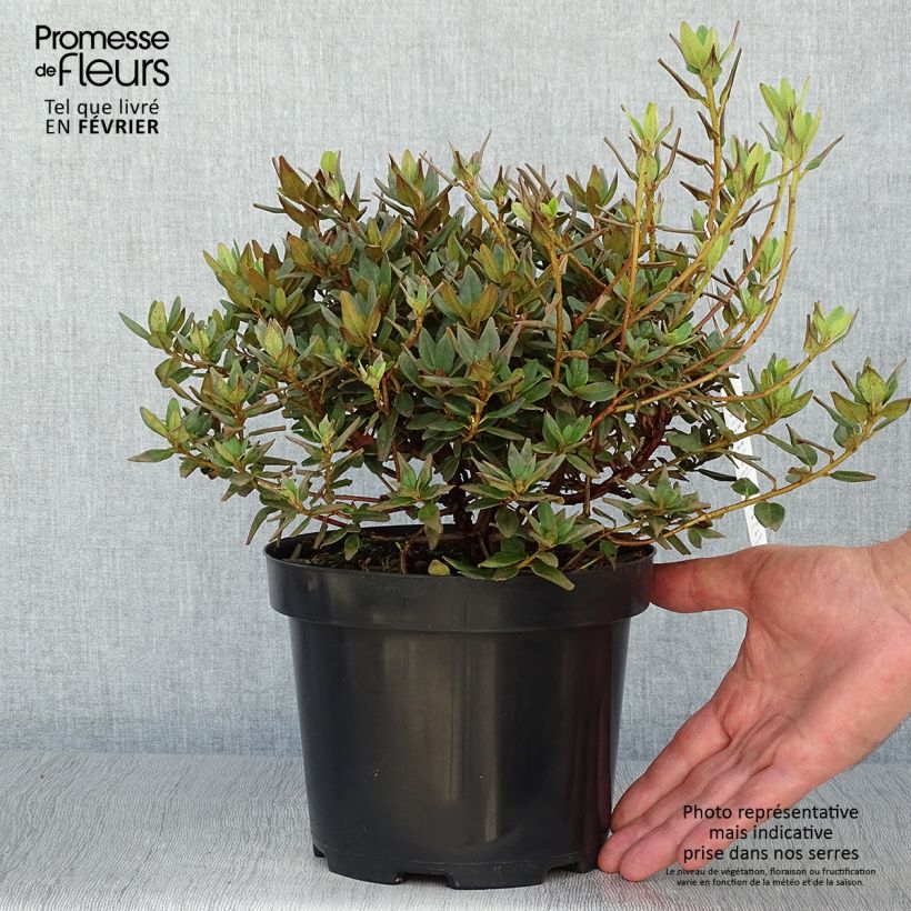 Rhododendron (x) impeditum Ramapo 2L/3L pot sample as delivered in autumn