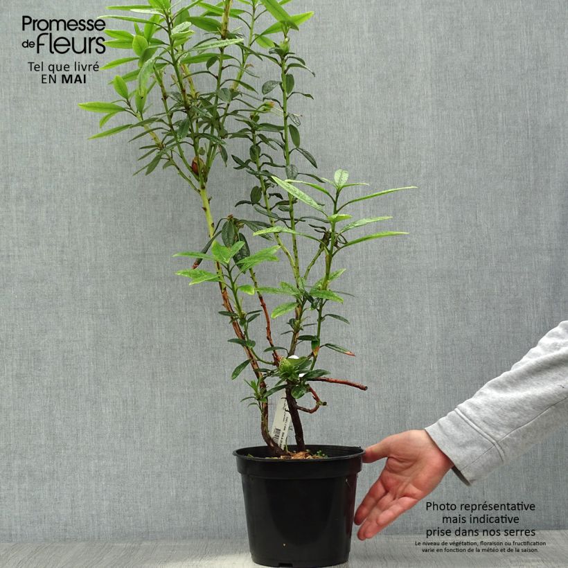 Rhododendron lindleyi 4L/5L pot sample as delivered in spring