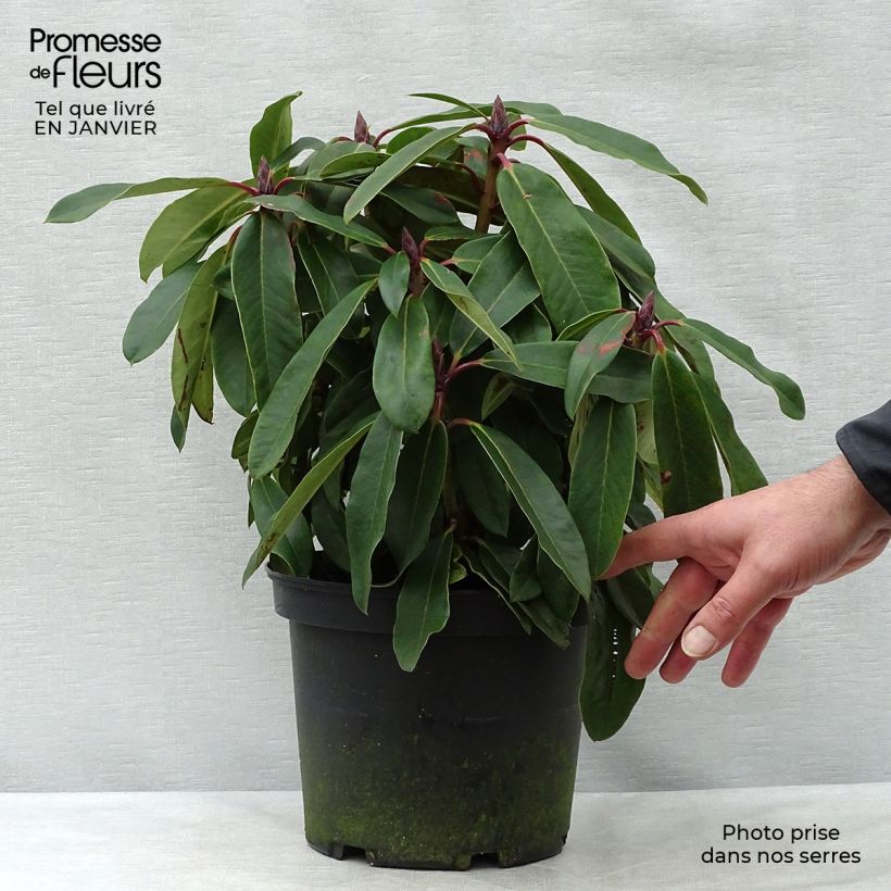 Rhododendron loderi King George 4L/5L pot sample as delivered in winter