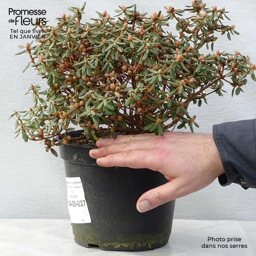 Rhododendron impeditum Azurika 2L/3L pot sample as delivered in winter