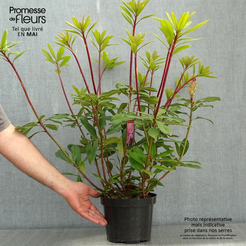 Rhododendron ponticum Roseum 4L/5L pot sample as delivered in spring