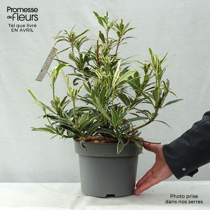 Rhododendron ponticum Variegatum 4L/5L pot sample as delivered in spring
