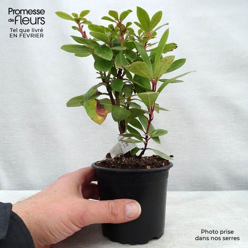 Rhododendron ponticum 12cm pot sample as delivered in winter