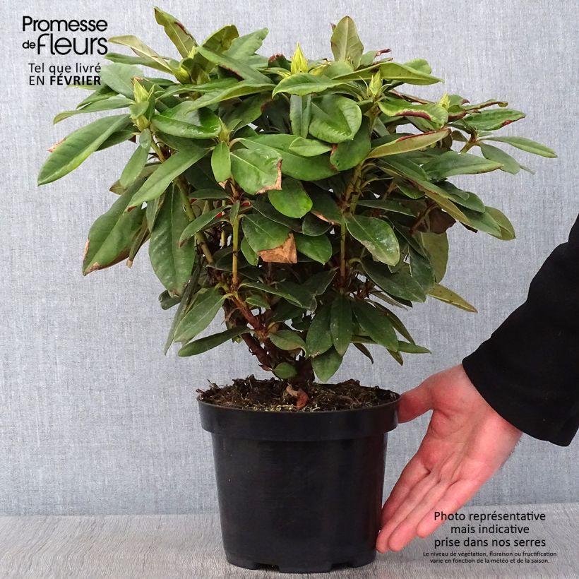 Rhododendron yakushimanum Dopey 2L/3L pot sample as delivered in winter