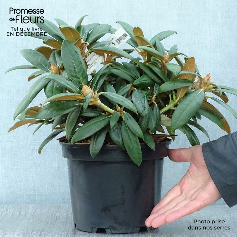 Rhododendron yakushimanum Grumpy 3L/4L pot sample as delivered in winter