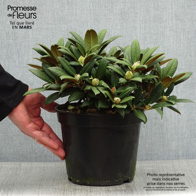Rhododendron yakushimanum Grumpy 3L/4L pot sample as delivered in spring