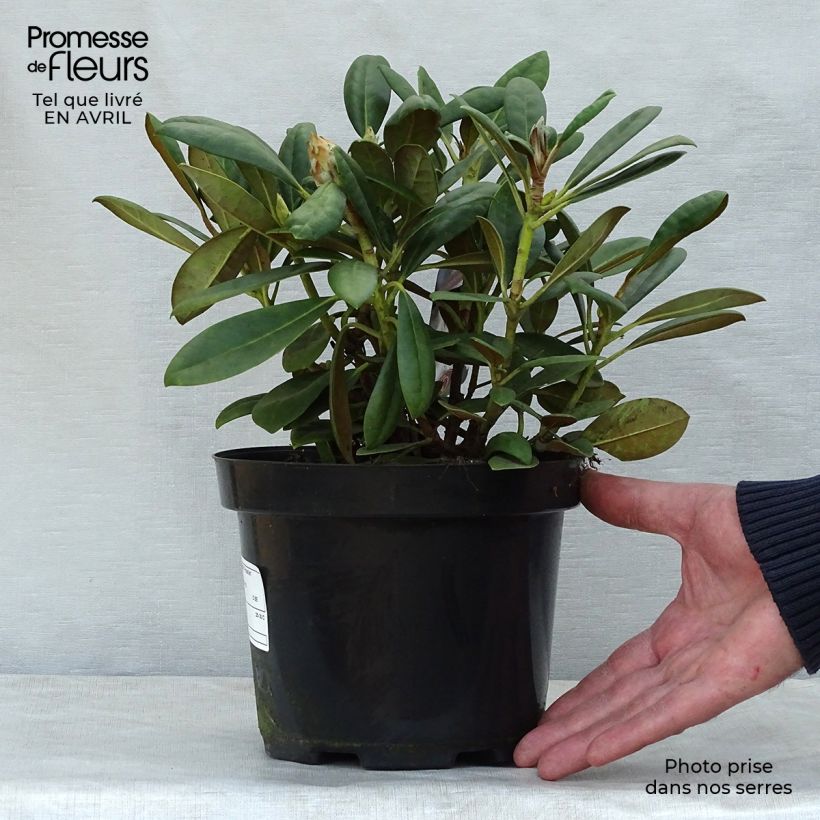Rhododendron yakushimanum Porzellan 3L/4L pot sample as delivered in spring