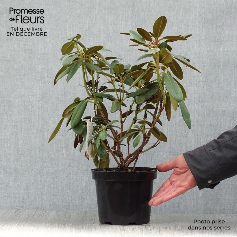 Rhododendron yakushimanum Porzellan 3L/4L pot sample as delivered in winter