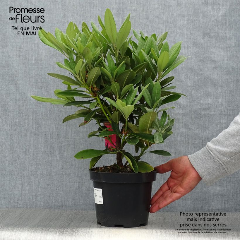 Rhododendron yakushimanum Sneezy 2L/3L pot sample as delivered in spring