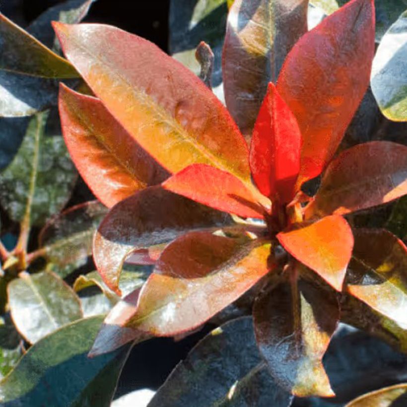 Rhododendron Choco and Pink (Foliage)