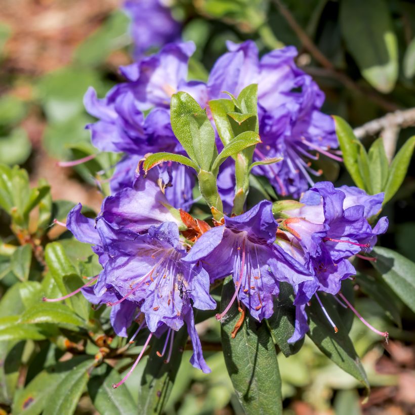 Rhododendron impeditum Select (Flowering)