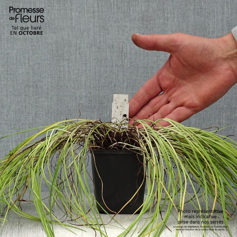 Rhodohypoxis Fairytale 8/9 cm pot sample as delivered in autumn