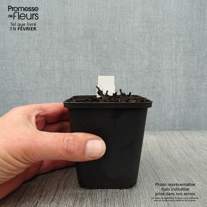 Rhodohypoxis Fairytale 8/9 cm pot sample as delivered in winter