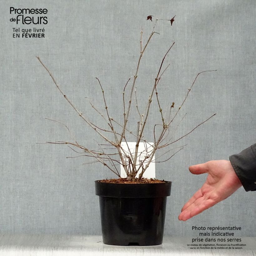 Rhodotypos scandens 3L/4L pot sample as delivered in winter