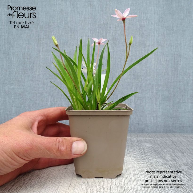 Rhodohypoxis Fairy Kisses 8/9 cm pot sample as delivered in spring