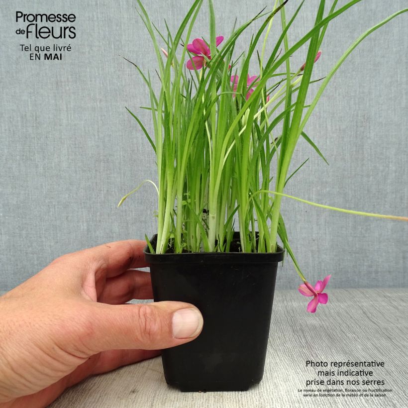 Rhodohypoxis Beverly 8/9 cm pot sample as delivered in spring