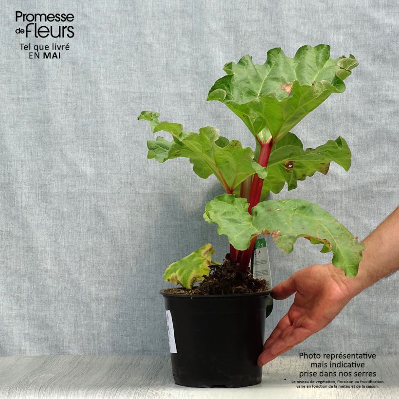 Frambozen Rood Rhubarb 2L/3L pot sample as delivered in spring