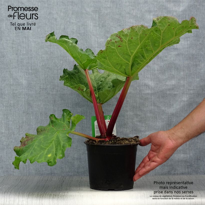 Mikoot Rhubarb 2L/3L pot sample as delivered in spring