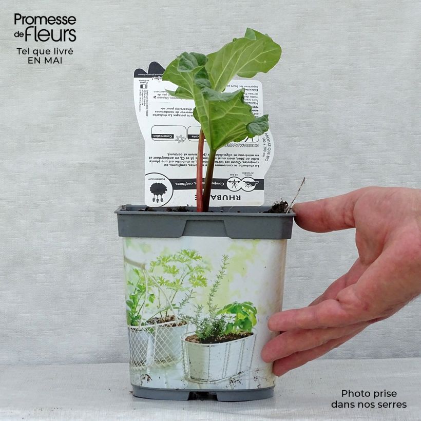 Organic Ribbed Rhubarb 1L/1.5L pot sample as delivered in spring