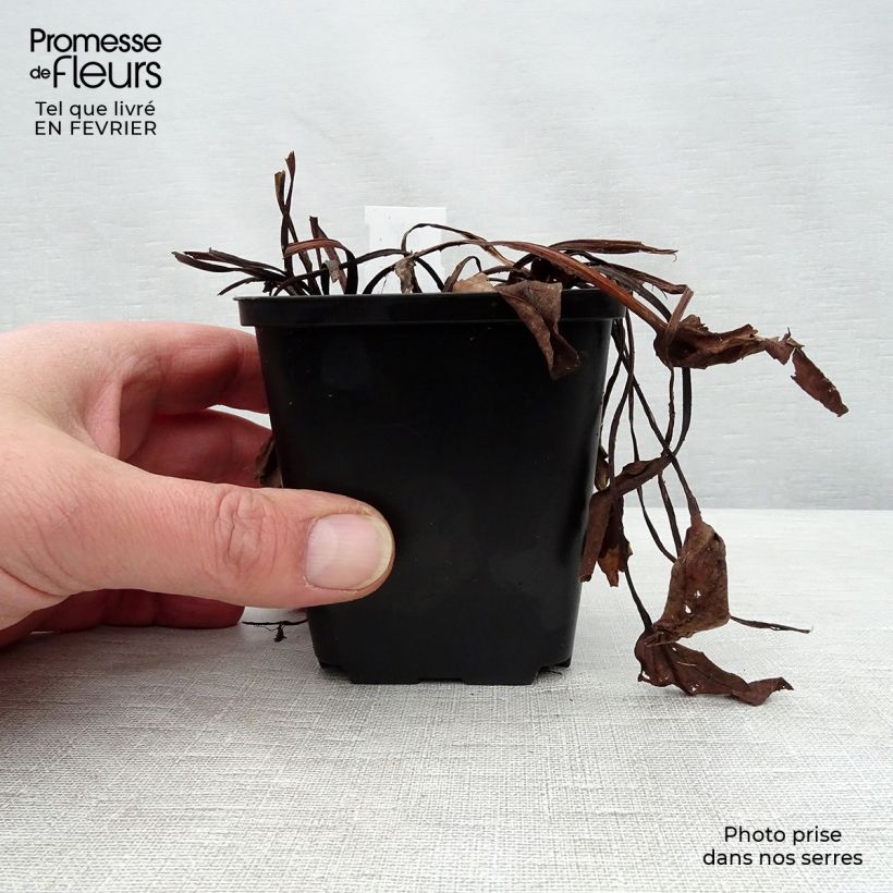 Rheum alexandrae - Alexander's Rhubarb 8/9 cm pot sample as delivered in winter