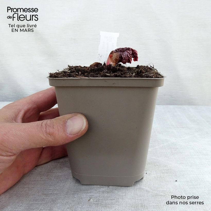 Rheum palmatum var. tanguticum - Chinese Rhubarb 8/9 cm pot sample as delivered in winter
