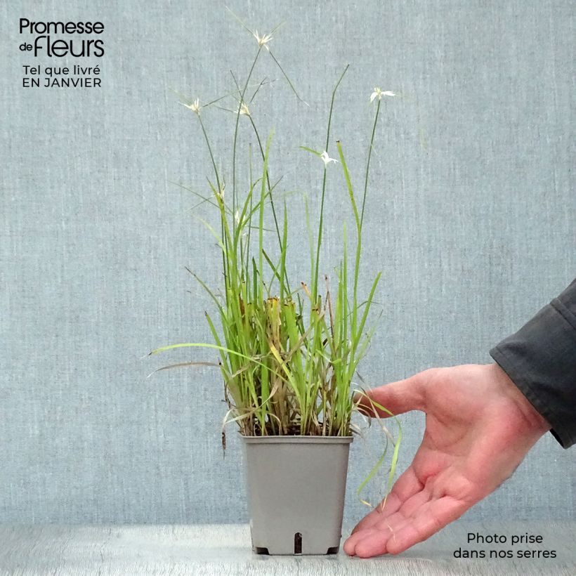 Rhynchospora colorata - White Star Sedge 8/9 cm pot sample as delivered in winter