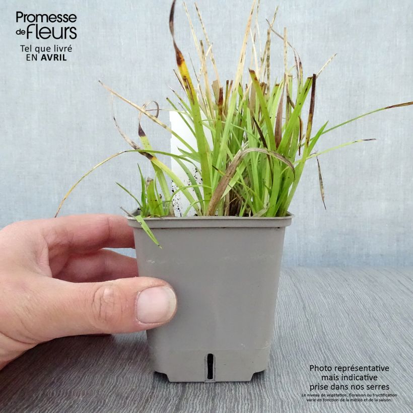 Rhynchospora colorata - White Star Sedge 8/9 cm pot sample as delivered in spring