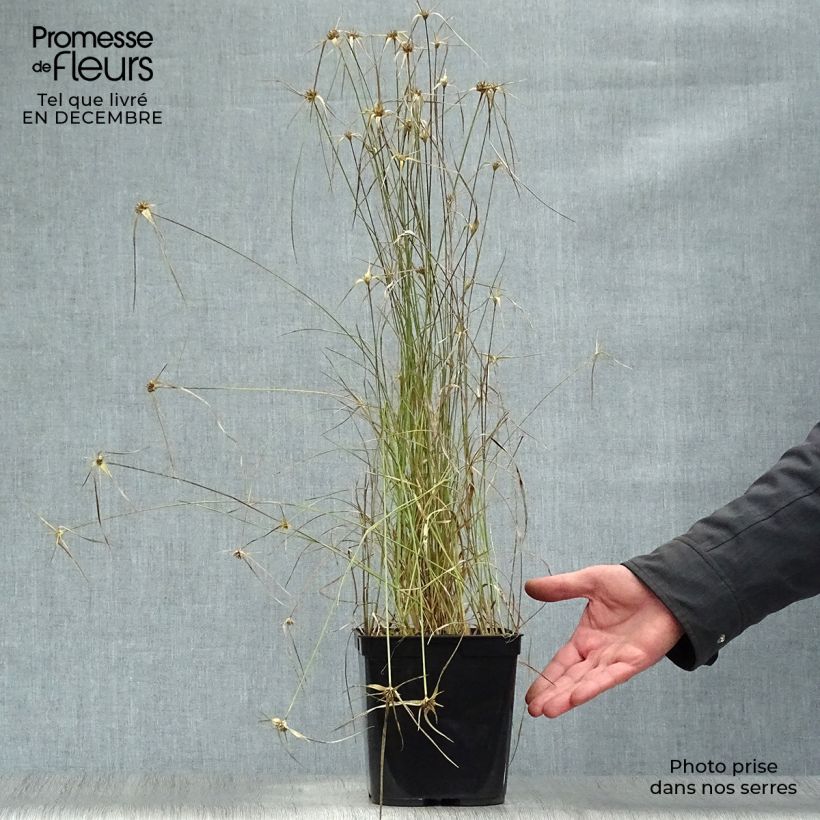 Rhynchospora colorata - White Star Sedge 2L/3L pot sample as delivered in winter