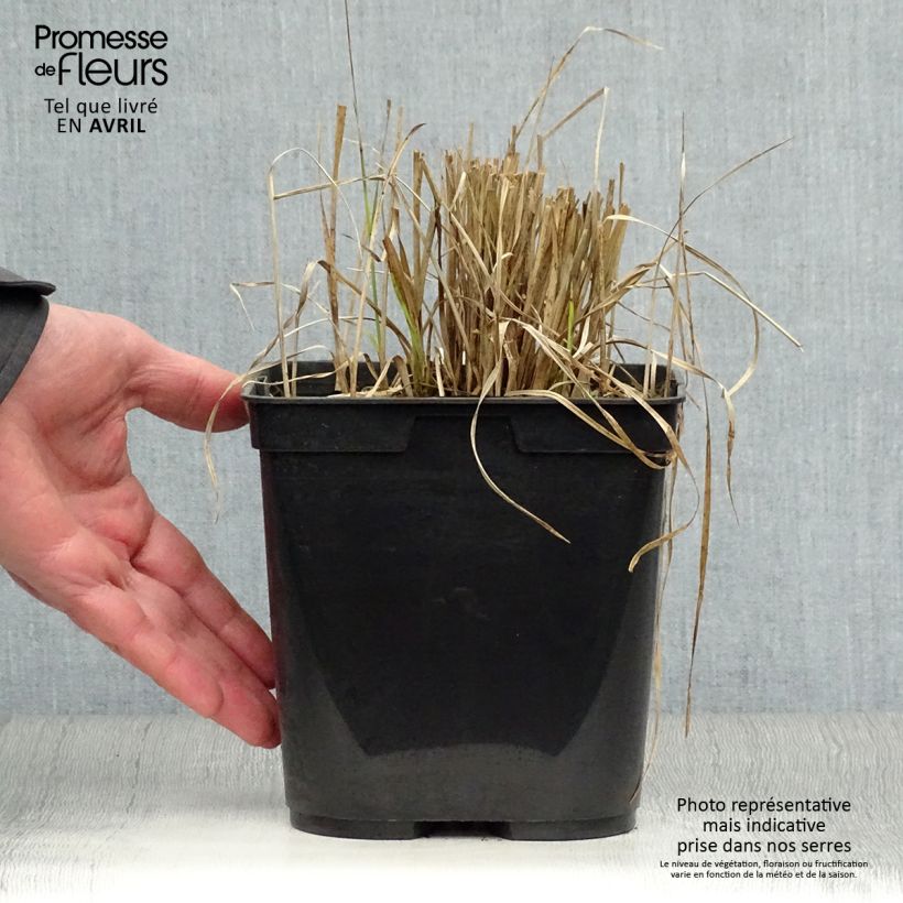 Rhynchospora colorata - White Star Sedge 2L/3L pot sample as delivered in spring
