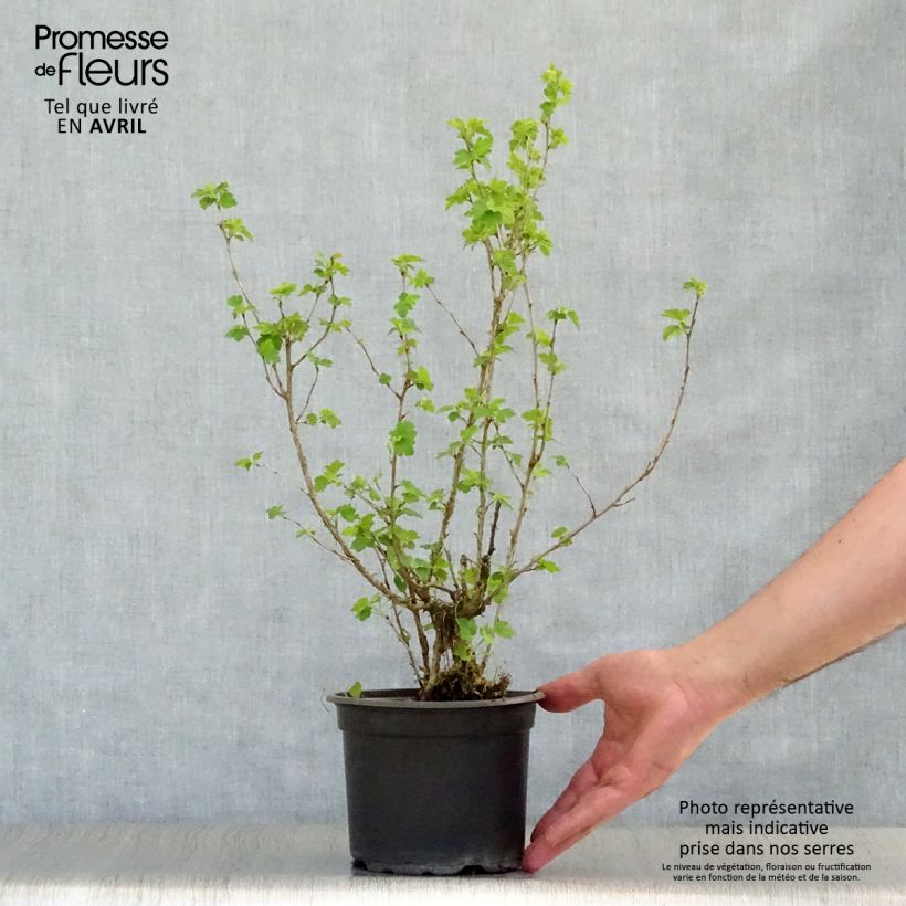 Ribes alpinum - Alpine Currant 2L/3L pot sample as delivered in spring