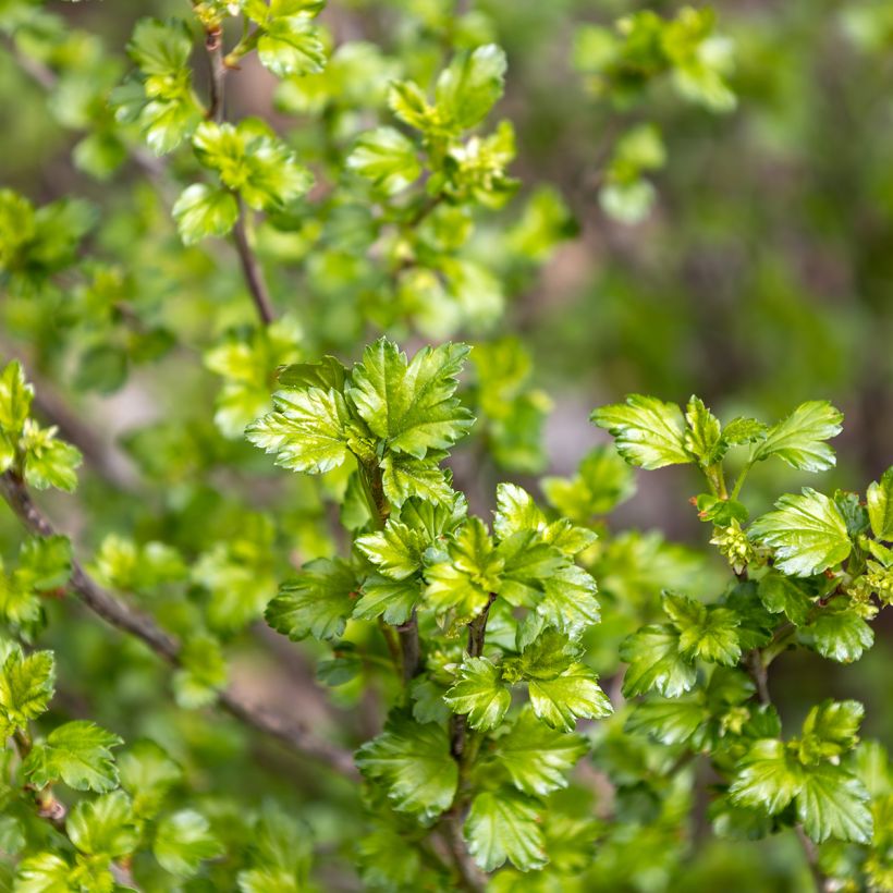 Ribes alpinum - Alpine Currant (Foliage)