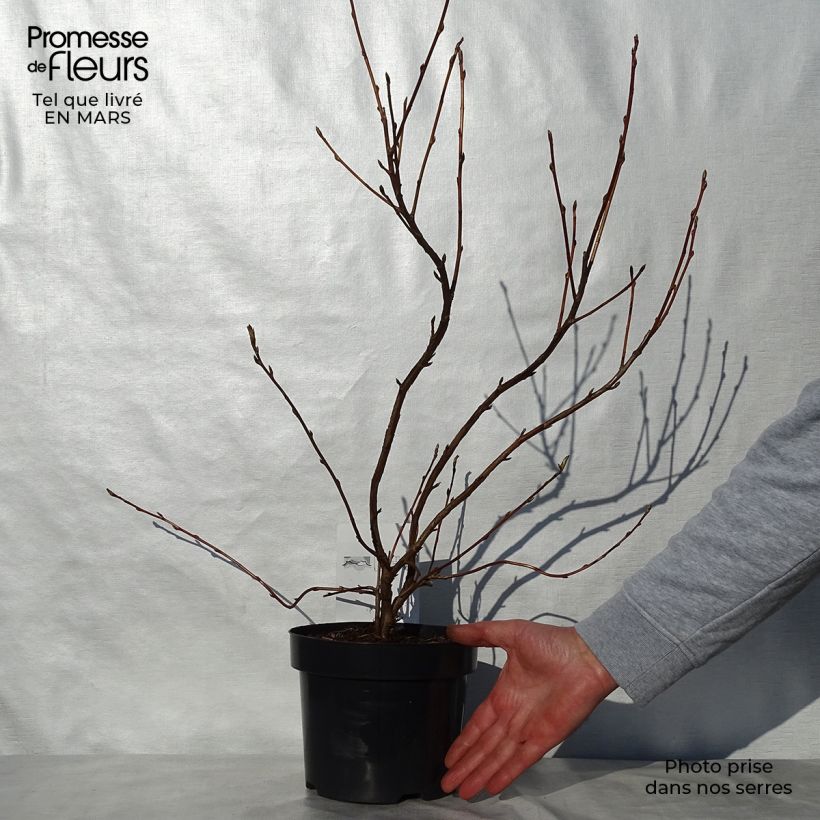 Ribes gordonianum - Gordon's Currant 3L/4L pot sample as delivered in spring