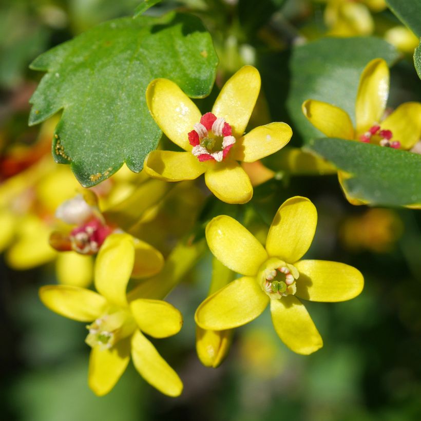 Ribes odoratum - Golden Currant (Flowering)