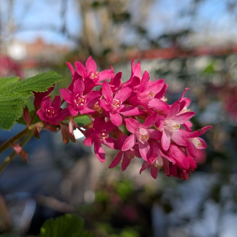 Ribes sanguineum Amore (Flowering)