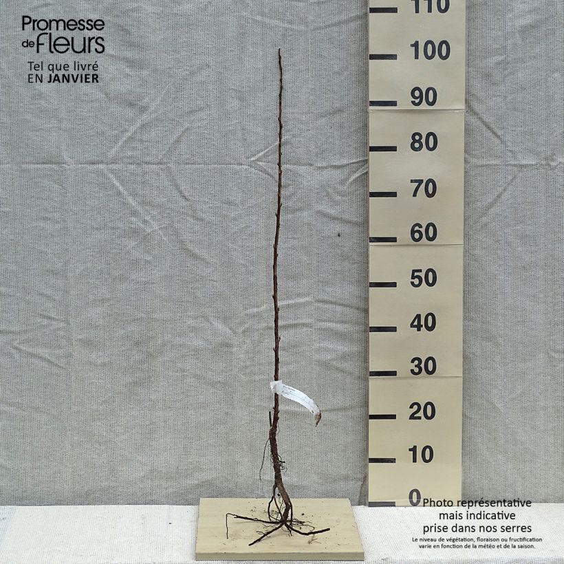 Ribes sanguineum - Flowering Currant Bare root sample as delivered in winter