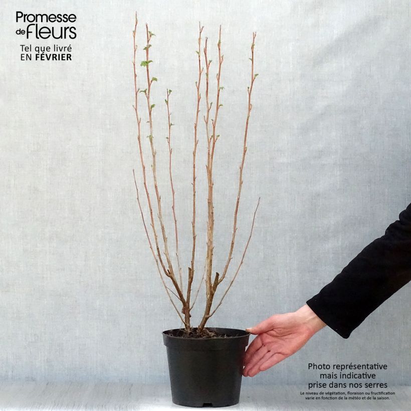 Ribes sanguineum King Edward VII - Flowering Currant 3L/4L pot sample as delivered in winter