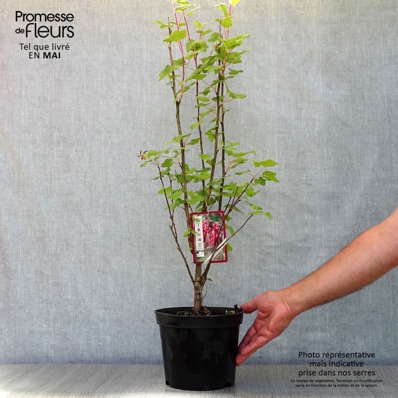 Ribes sanguineum King Edward VII - Flowering Currant 3L/4L pot sample as delivered in spring