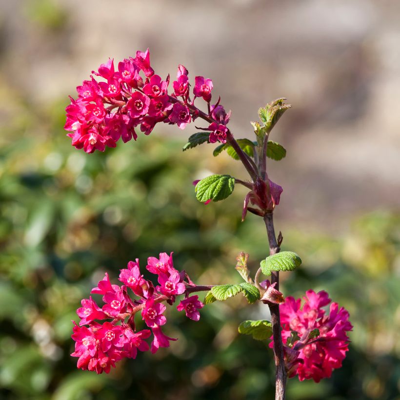Ribes sanguineum Koja (Flowering)