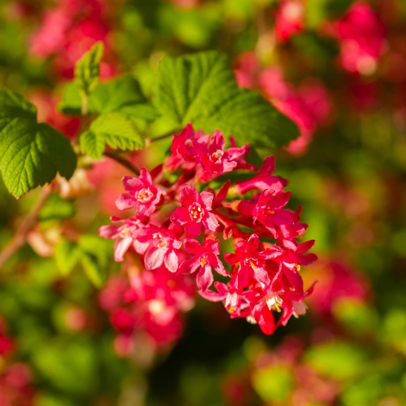 Ribes sanguineum Pulborough Scarlet - Flowering Currant (Flowering)