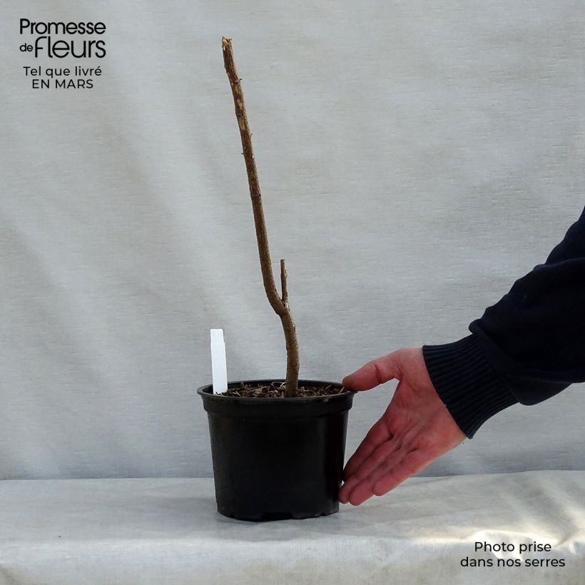 Robinia pseudoacacia - Black Locust 2L/3L pot sample as delivered in spring
