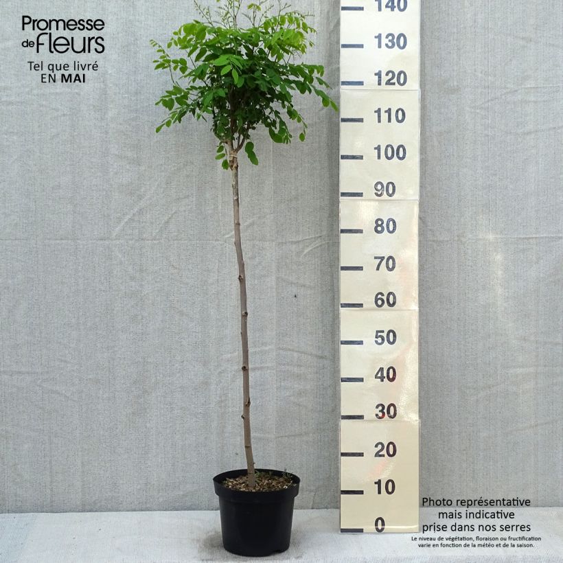 Robinia pseudoacacia Umbraculifera - Parasol Acacia 4L/5L pot, Half standard sample as delivered in spring
