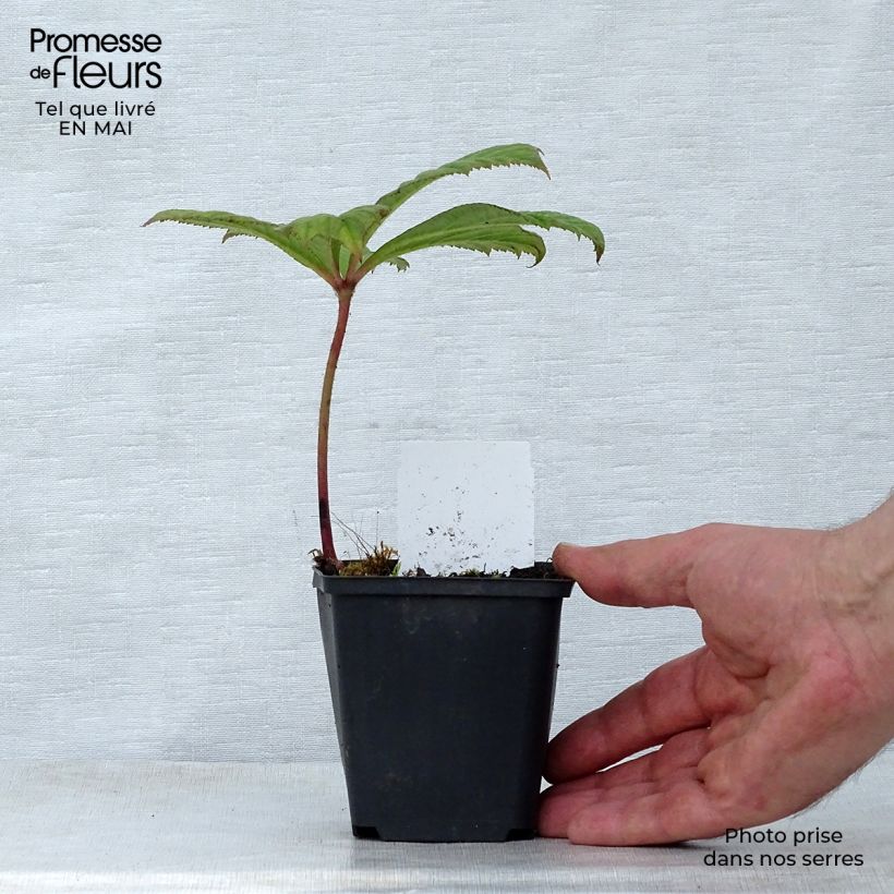 Rodgersia aesculifolia Irish Bronze 8/9 cm pot sample as delivered in spring