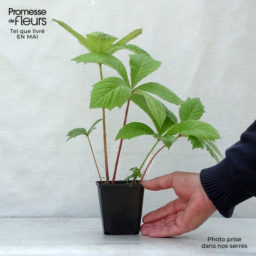 Rodgersia aesculifolia 8/9 cm pot sample as delivered in spring