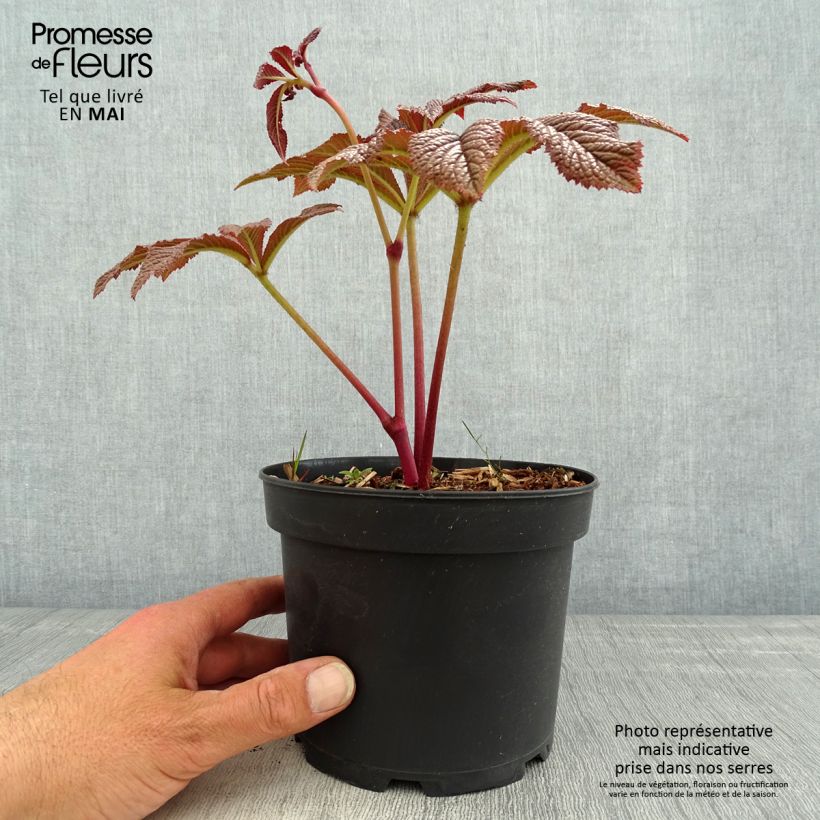 Rodgersia pinnata Bronze Peacock 2L/3L pot sample as delivered in spring