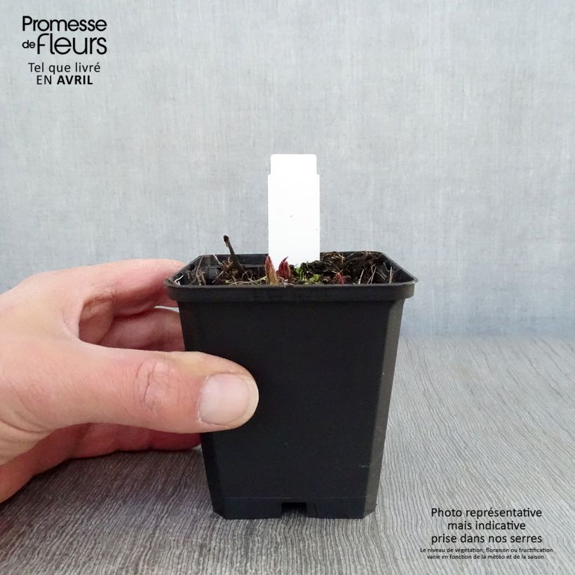 Rodgersia pinnata Chocolate Wings 8/9 cm pot sample as delivered in spring