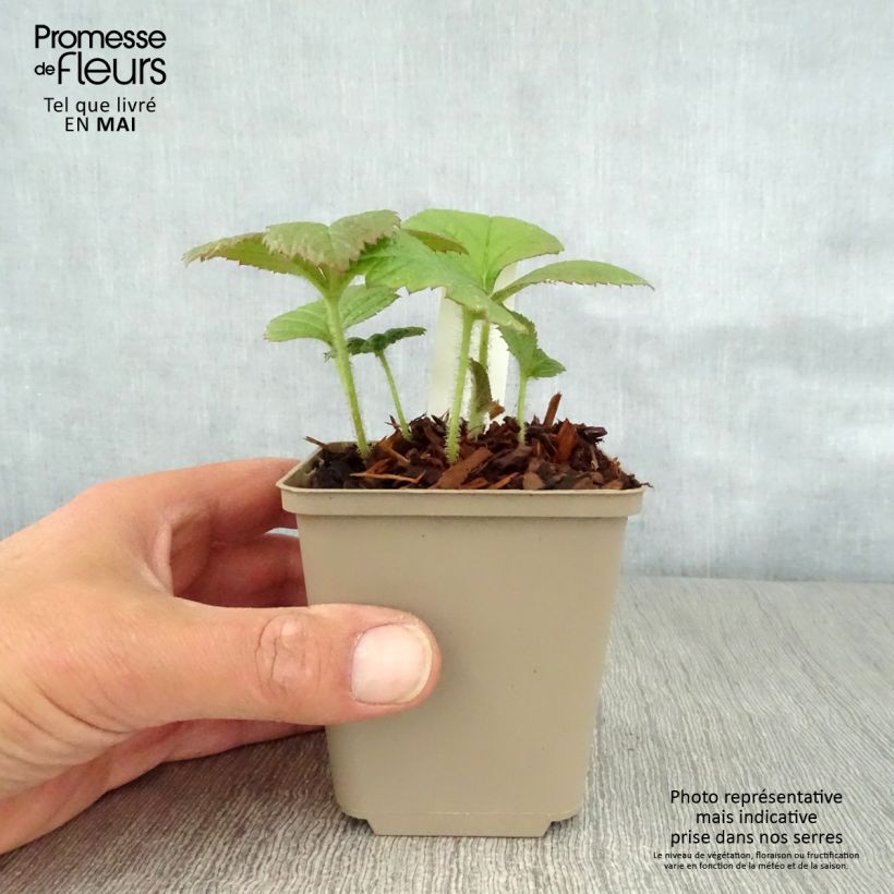 Rodgersia pinnata Dark Pokers 8/9 cm pot sample as delivered in spring